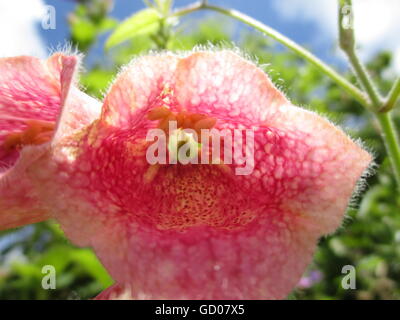 Nahaufnahme von einem rosa Fingerhut Stockfoto