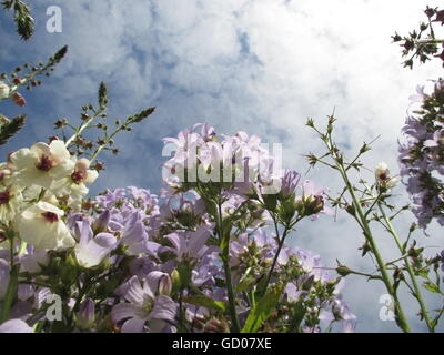 Lila Campanula Blick in den Himmel Stockfoto