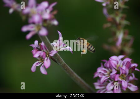 Honigbiene, die Landung auf lila Blume Stockfoto