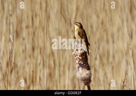 Segge Warbler Acrocephalus Schoenobaenus erwachsenen männlichen Gesang aus Binsen seedhead Stockfoto