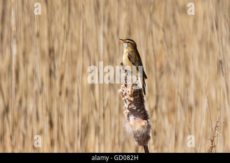 Segge Warbler Acrocephalus Schoenobaenus erwachsenen männlichen Gesang aus Binsen seedhead Stockfoto