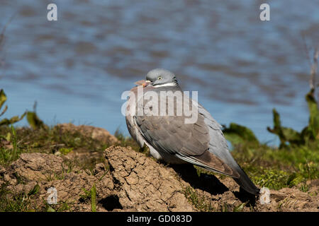 Woodpigeon Columba Palumbus Erwachsenen thront am Ufer Stockfoto
