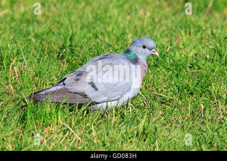 Hohltaube Columba Oenas Erwachsener im Grünland Stockfoto