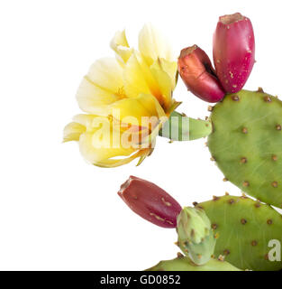 Kaktusblüte, indische Feigen. Isoliert auf weiss. Mit unreifen Früchten. Stockfoto