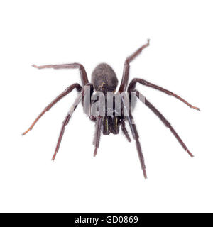 Sehr dunkel und behaart. Beißt. Segestria Florentina Web-Spider auf weiß. Stockfoto