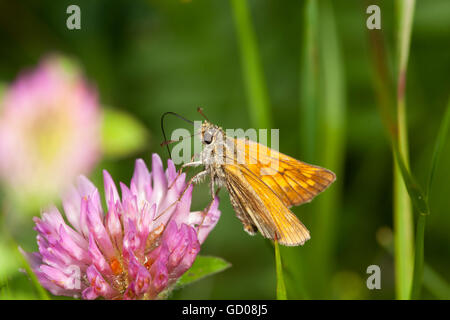 Nahaufnahme eines Schmetterlings saugen Nektar an eine rote Blume Stockfoto