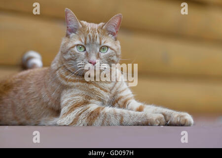 Orange Katze liegend im Freien auf der Veranda eines Blockhauses. Stockfoto