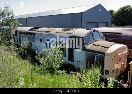 Verfallene Klasse 37 Lokomotiven bei Barrow Hill in England UK Schuppen gelagert Stockfoto