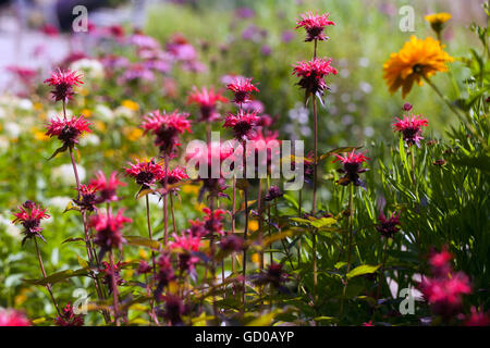 Monarda 'Gardenview Scarlet', Balsamblüte, Pferdeint, oswego-Tee oder Bergamotte in einem Gartenblumenbett, Juligrenze Stockfoto