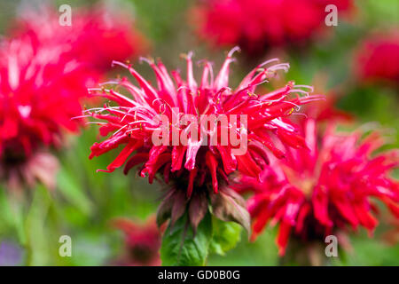 Bergamotte, scharlachrote Beebalme, scharlachrote Monarda, Oswego-Tee oder karmesinrote Beebalme, Monarda didyma Monarda 'Gardenview Scarlet' Stockfoto