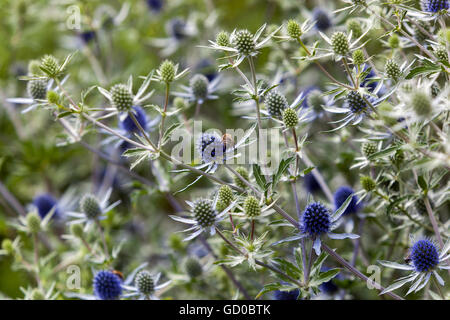 Eryngo blüht Eryngium x tripartitum Tripartite Sea Stehlly Stockfoto