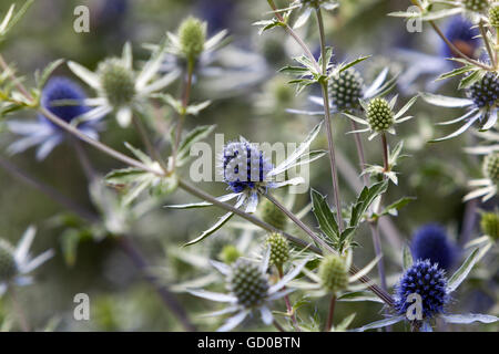 Eryngo und Meer Holly, Eryngium tripartitum Stockfoto