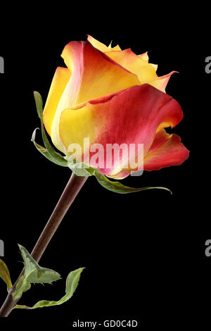 Gelbe Rose mit roten Ränder der Blütenblätter auf schwarzem Hintergrund Stockfoto