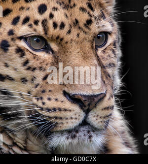 Männliche Amur-Leopard (Nahaufnahme) Stockfoto