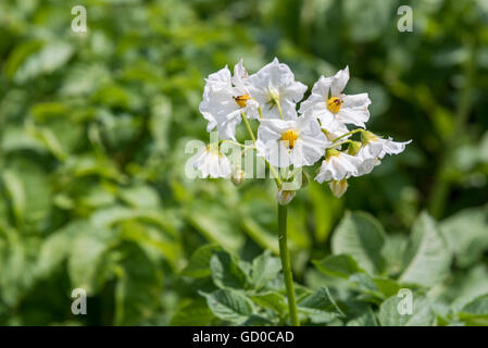 Kartoffel-Busch blüht mit weißen Blüten auf einer eingereichten Stockfoto