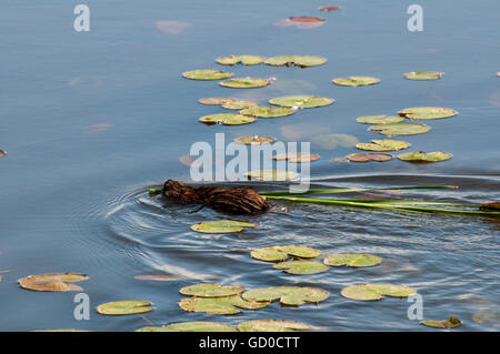 Vadnais Heights, Minnesota. Vadnais Lake Regionalpark. Bisamratte die Vegetation für Lebensmittel und Den Standort. Stockfoto