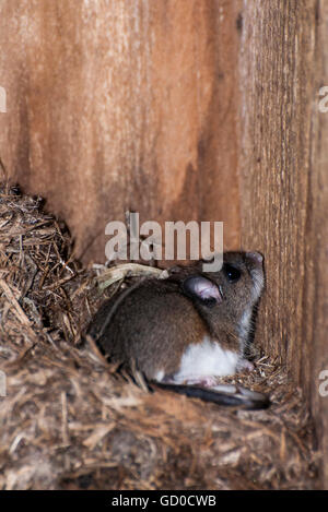 Little Canada, Minnesota.  Gervais Mill Park.  Weiß – Footed Maus, Peromyscus Leucopus, Übernahme einer Vogel-Nistkasten für shelt Stockfoto