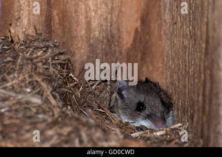 Little Canada, Minnesota.  Gervais Mill Park.  Weiß – Footed Maus, Peromyscus Leucopus. Stockfoto