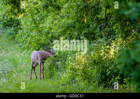 Little Canada, Minnesota.  Gervais Mill Park. Weiß - angebundene Rotwild, Odocoileus Virginianus. Stockfoto