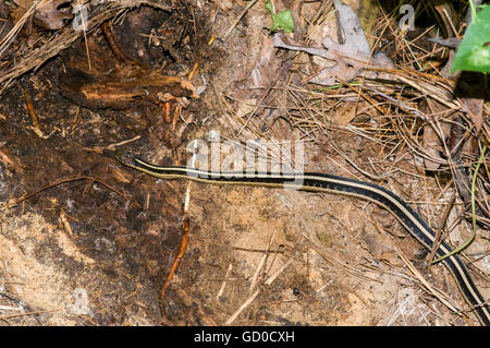 Vadnais Heights, Minnesota. John H. Allison Wald. Gemeinsamen Gartersnake, Thamnophis sirtalis Stockfoto