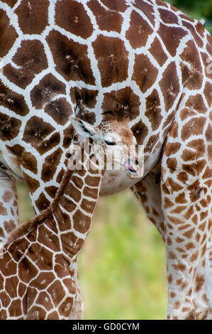 St. Paul, Minnesota. Como Park Zoo. Netzartige Giraffe; Giraffa Plancius Reticulata;  Eine Woche alte männliche Giraffenbaby. Stockfoto