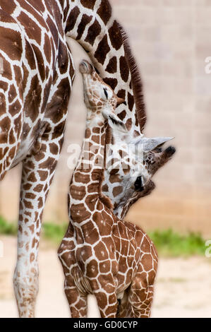 St. Paul, Minnesota. Como Park Zoo. Netzartige Giraffe; Giraffa Plancius Reticulata; Stockfoto