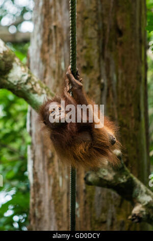 Ein Baby Orang-Utan hängt an einem Seil an einem Naturschutzgebiet in Malaysia Borneo. Stockfoto