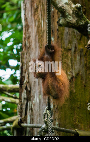 Ein Baby Orang-Utan hängt an einem Seil an einem Naturschutzgebiet in Malaysia Borneo. Stockfoto