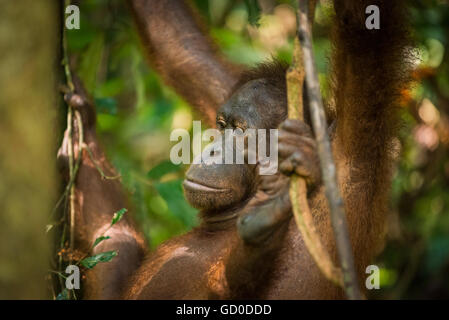 Ein Erwachsener weiblicher Orang-Utan schwingt zwischen den Bäumen in einem Naturschutzgebiet in Malaysia Borneo. Stockfoto