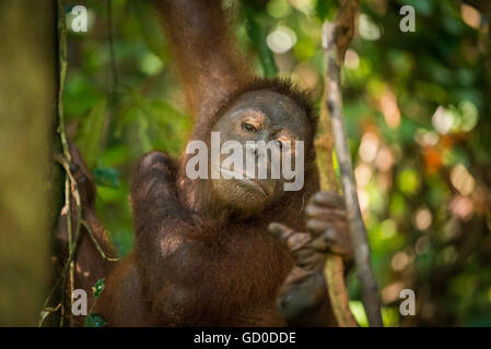 Ein Erwachsener weiblicher Orang-Utan schwingt zwischen den Bäumen in einem Naturschutzgebiet in Malaysia Borneo. Stockfoto