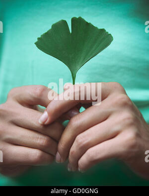 Frau Ginkgo Biloba Blatt in ihren Händen hält. Nahaufnahme Stockfoto