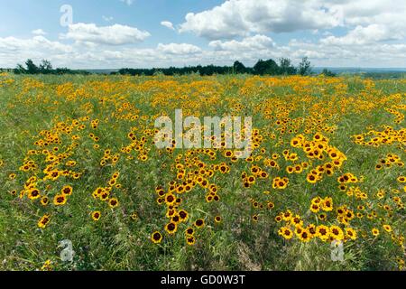 Shanksville, Pennsylvania, USA. 10. Juli 2016. Blumen wachsen in einem Feld auf dem Gelände des Flight 93 National Memorial. Am 11. September 2001 kam der Vereinigten Staaten unter Beschuss, als vier Verkehrsflugzeuge wurden entführt und benutzt, um Ziele auf dem Boden treffen. Aufgrund der Aktionen von den 40 Passagiere und Besatzungsmitglieder an Bord der United Airlines Flug 93 wurde der geplanten Angriff auf das US Capitol vereitelt. © Brian Cahn/ZUMA Draht/Alamy Live-Nachrichten Stockfoto