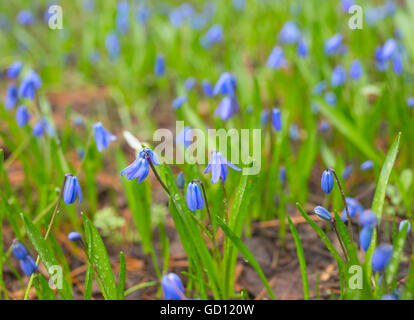 Wildblumen Scilla Siberica (Scilla) in der Wiese Stockfoto