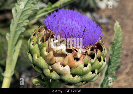 Artischocke mit Blume in voller Blüte Stockfoto