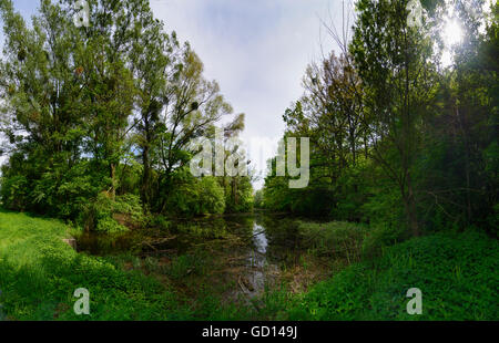 Nationalpark Donauauen, Danube-Auen-Nationalpark: Oxbow See von der Donau, Österreich, Niederösterreich, Niederösterreich, Donau Stockfoto