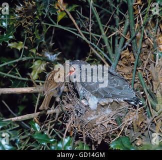 Hedge Sparrow oder Dunnock Phasianus colchicus Fütterung junger Kuckuck Cuculus canorus im Nest auf etwa zwei Wochen alt Stockfoto