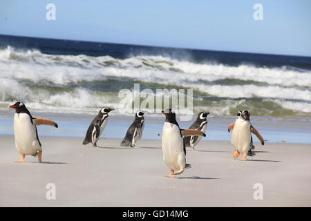 Gentoo und Magellanic Penguin zusammen am Strand, Falkland-Inseln Stockfoto