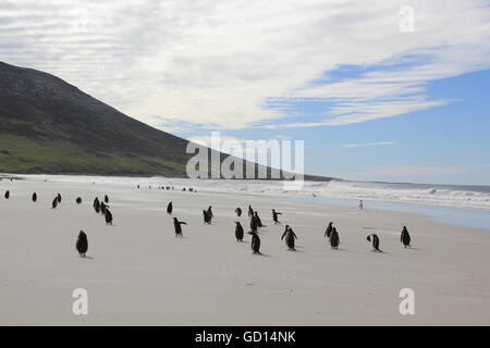 Gentoo Pinguine spielen am Strand, Falkland-Inseln Stockfoto