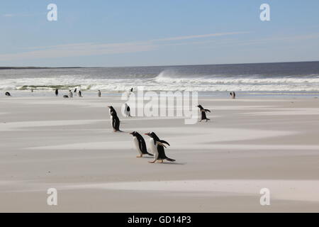 Gentoo Pinguine spielen am Strand, Falkland-Inseln Stockfoto