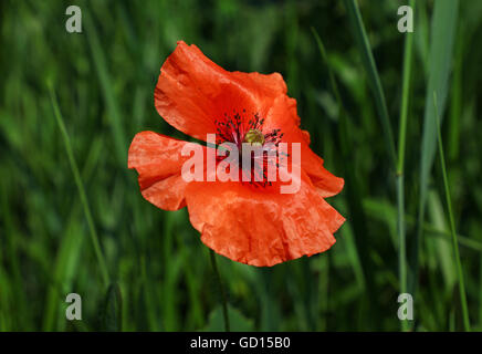 Eine offene rote Papaver Mohnblume im Sommerwiese über grünen Rasen Hintergrund Stockfoto