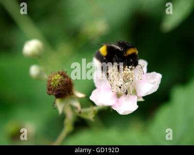 Buff-Tailed Bumble Bee, Bombus terrestris Stockfoto