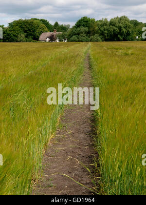 Wanderweg durch Bereich der Gerste, Reetdachhaus, alle Canning, Devizes, Wiltshire, Großbritannien Stockfoto