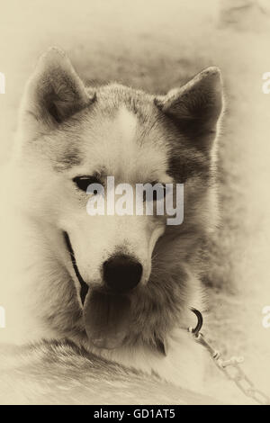 Porträt von ein Siberian Husky Stockfoto