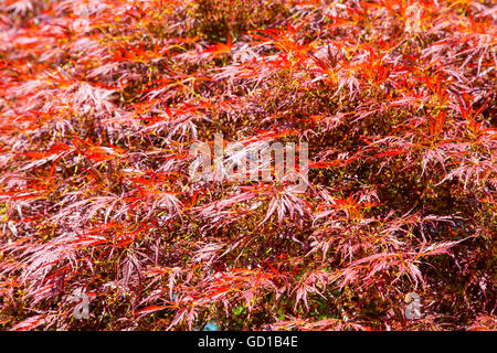 Rotbärtige Schlitz-Ahorn, japanischer Ahorn Slot, Acer Palmatum Dissectum, Stockfoto