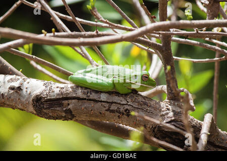 Herrliche Laubfrosch, Daintree Nationalpark, Queensland, Australien Stockfoto