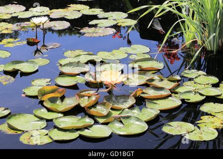 Gelbe Seerose im ruhigen Teich Stockfoto