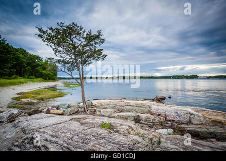 Baum und felsigen Küste bei Odiorne Point State Park, in Rye, New Hampshire. Stockfoto