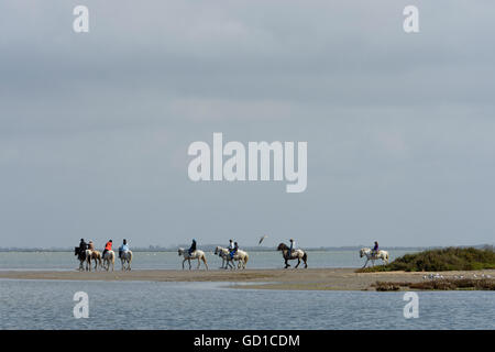 Eine Gruppe von Reitern in den Feuchtgebieten der Camargue. Provence, Frankreich Stockfoto