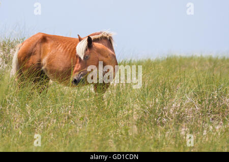 Ein wildes Pferd aus Shackleford Banks, NC Pausen entlang einer Düne. Stockfoto