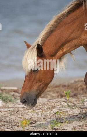 Ein wildes Pferd aus Shackleford Banken, NC Nahrungssuche entlang den Rand des Wassers. Stockfoto